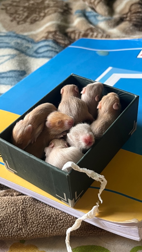 Hamsters
