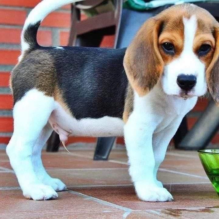 Beagle puppy