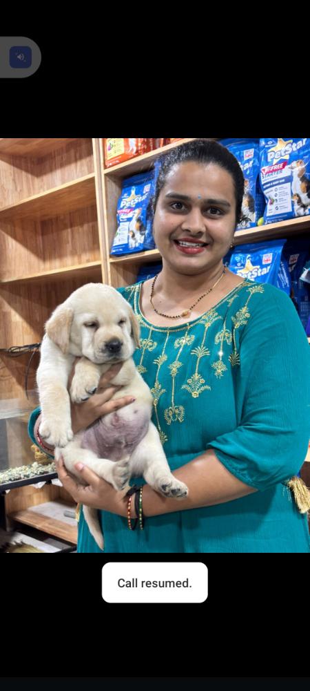 Labrador puppy