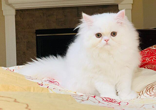 Cats Persian male female