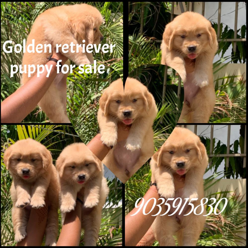 Golden retriever puppies for sale