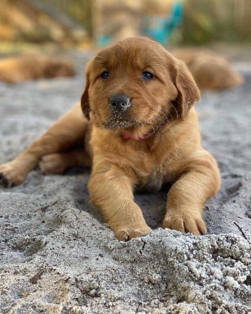 Golden retriever puppies for sale