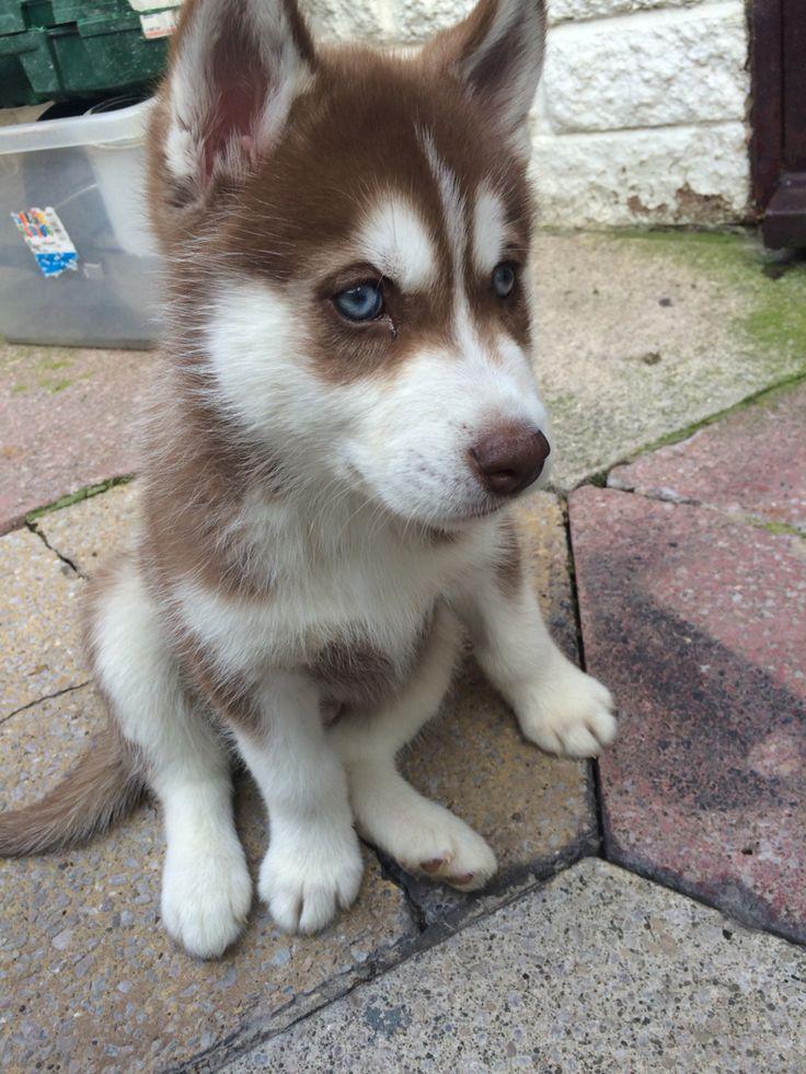 Husky dog baby