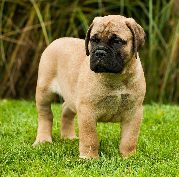 English Mastiff pups for sale..8307797664