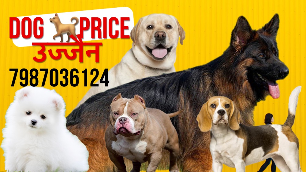 Labrador puppies available for sale in Indore