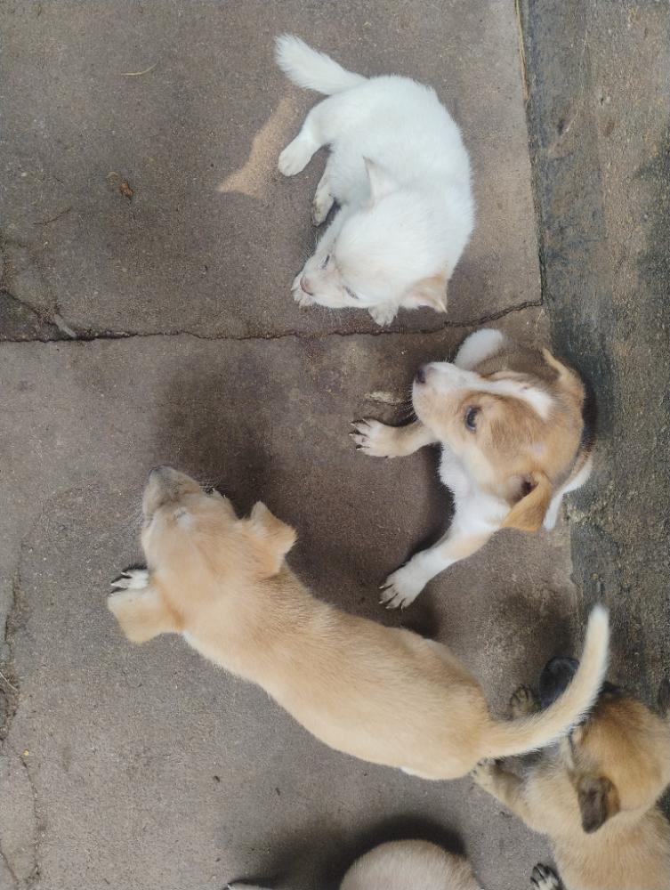 നായ്ക്കുട്ടികൾ വിലനില ബന്ധപ്പെടുക