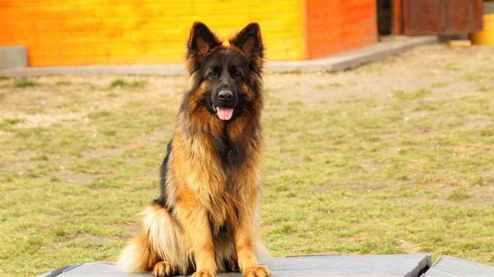 German shepherd puppies for sale