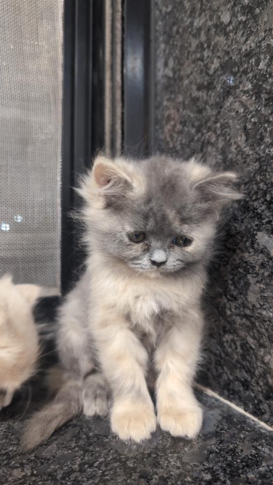 Persian cat's