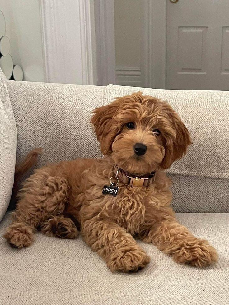 Puppies for sale in Bangalore