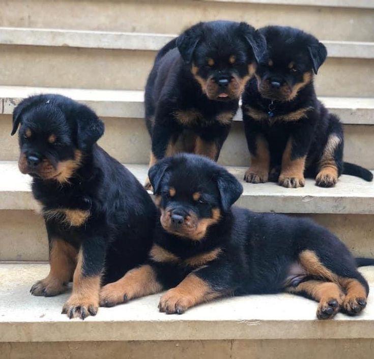 Rottweiler puppies for sale