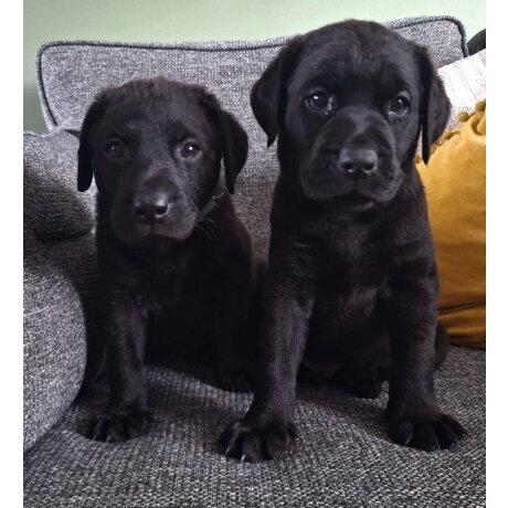 Trust-Kennel Labrador Puppies For Sale