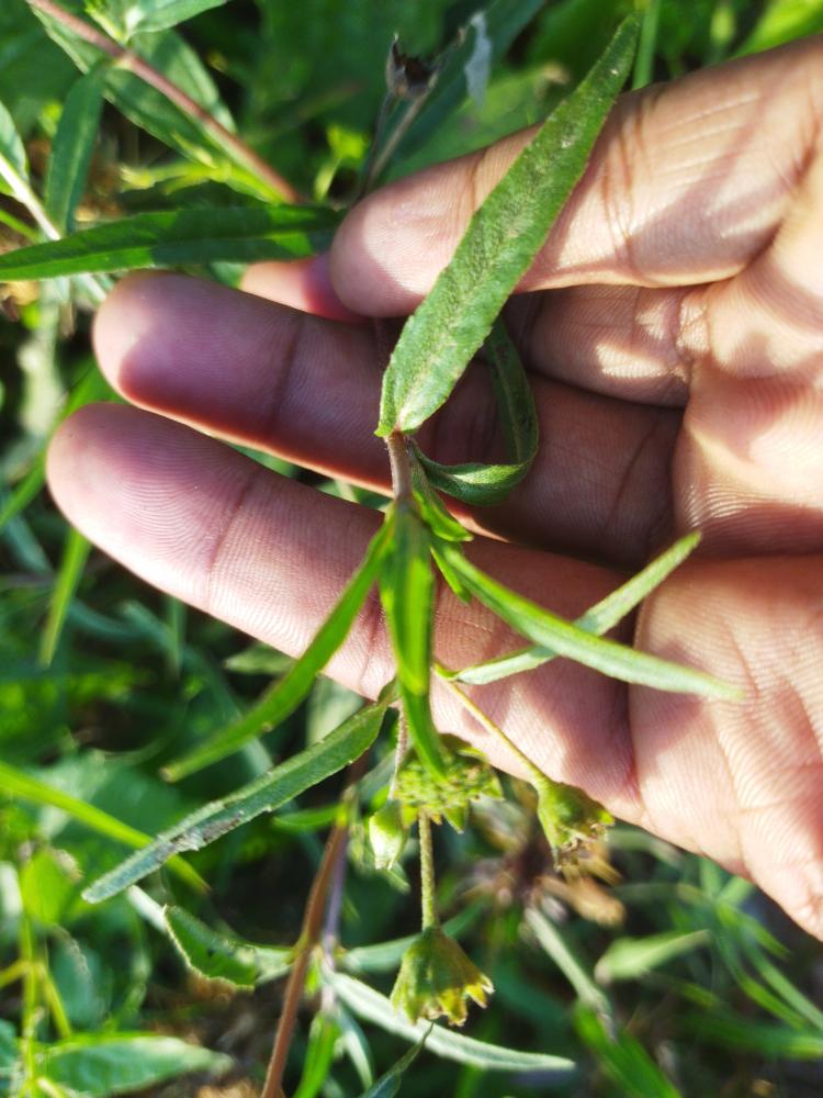 False daisy /കഞ്ഞുണ്ണി
