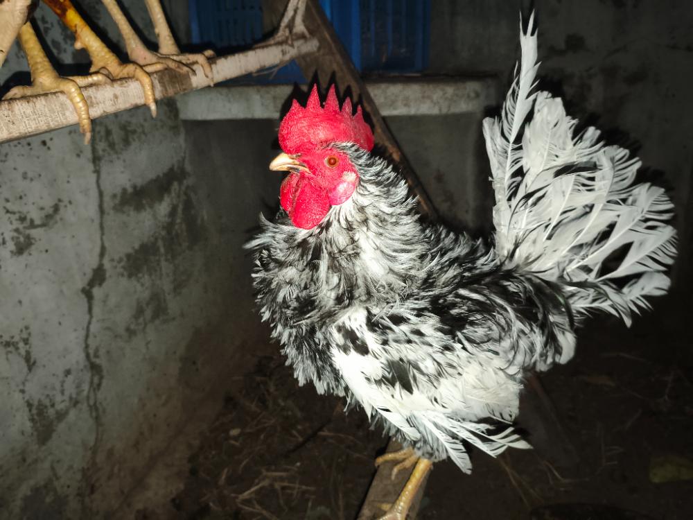 Country chicken for sale