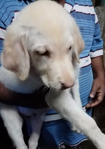 75 days old Original Breed Labrador  Puppy