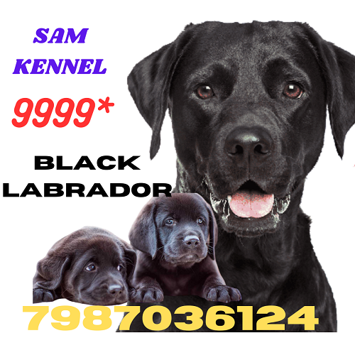 7987036124 labrador for sale in nagda ujjain 7987036124