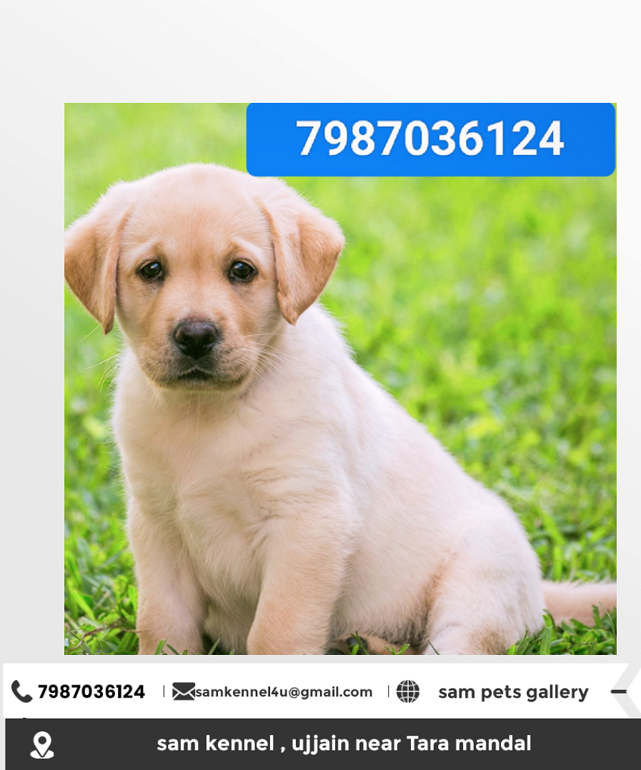 7987036124 Labrador puppies for sale in Indore low price