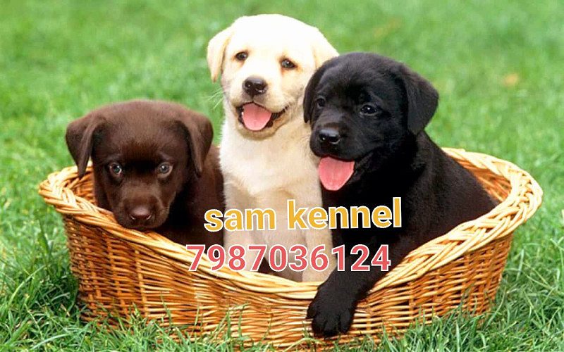 7987036124 Labrador puppy available for sale in indore