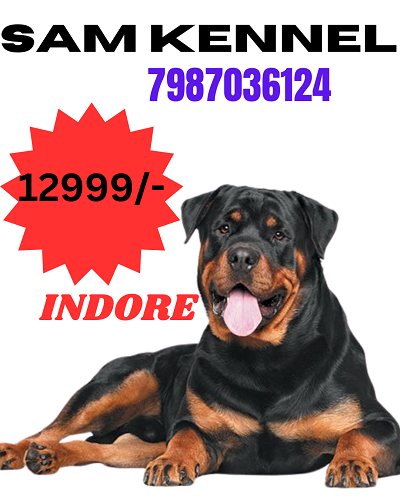 7987036124 rottweiler puppies for sale in indore