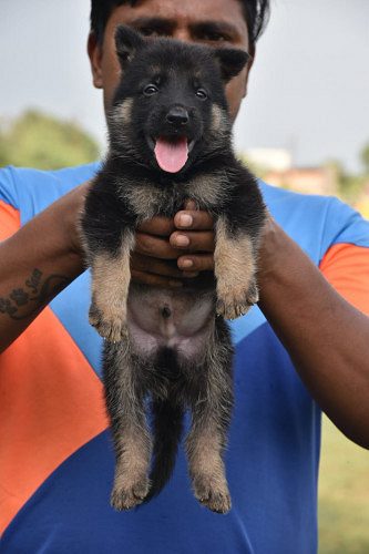 7987036124 sam dog kennel for labrdaor for sale in ratlam