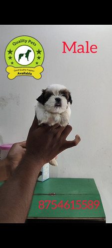 8754615589 good quality shihtzu puppy available