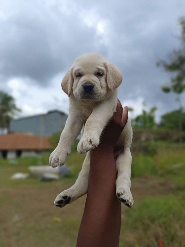8754615589 lab PUPPIES AVAILABLE