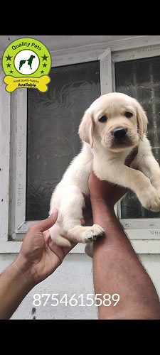 8754615589 lab puppy available in Chennai contact