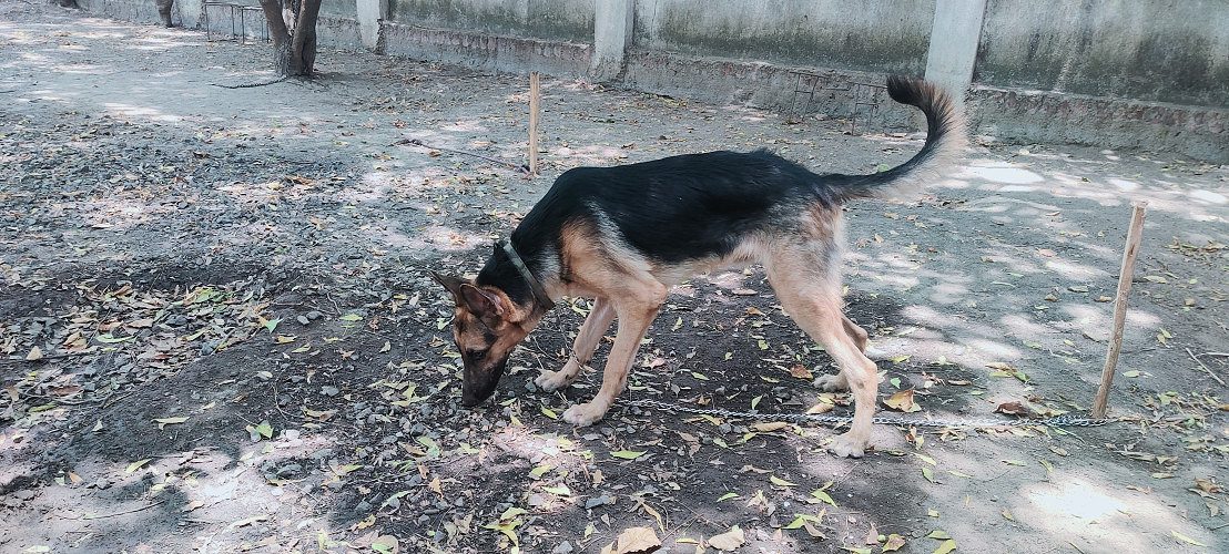8754615589 (9 months) good friendly and guarding German shepherd male available