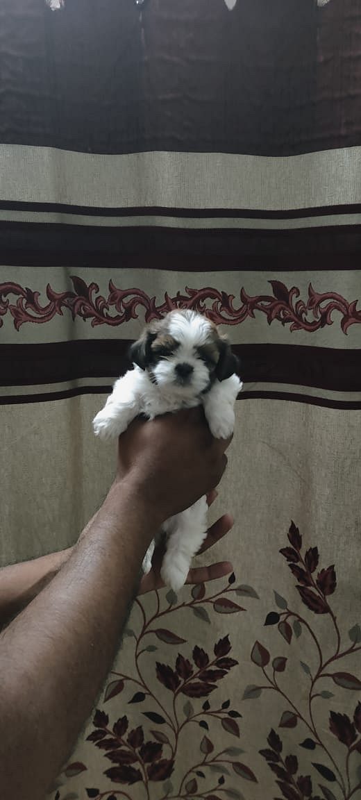 8754615589 shihtzu puppies available in Chennai