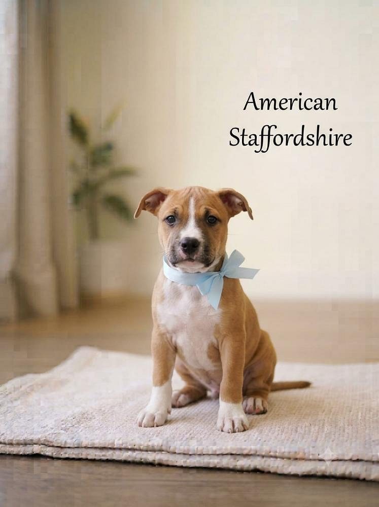 8800539300 American Staffordshire is a loyal, courageous and deeply affectionate breed
