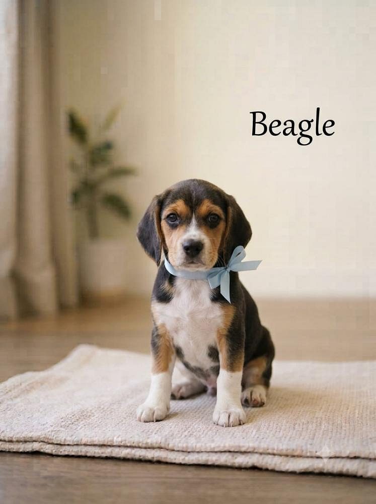 8800539300 Beagle Puppy