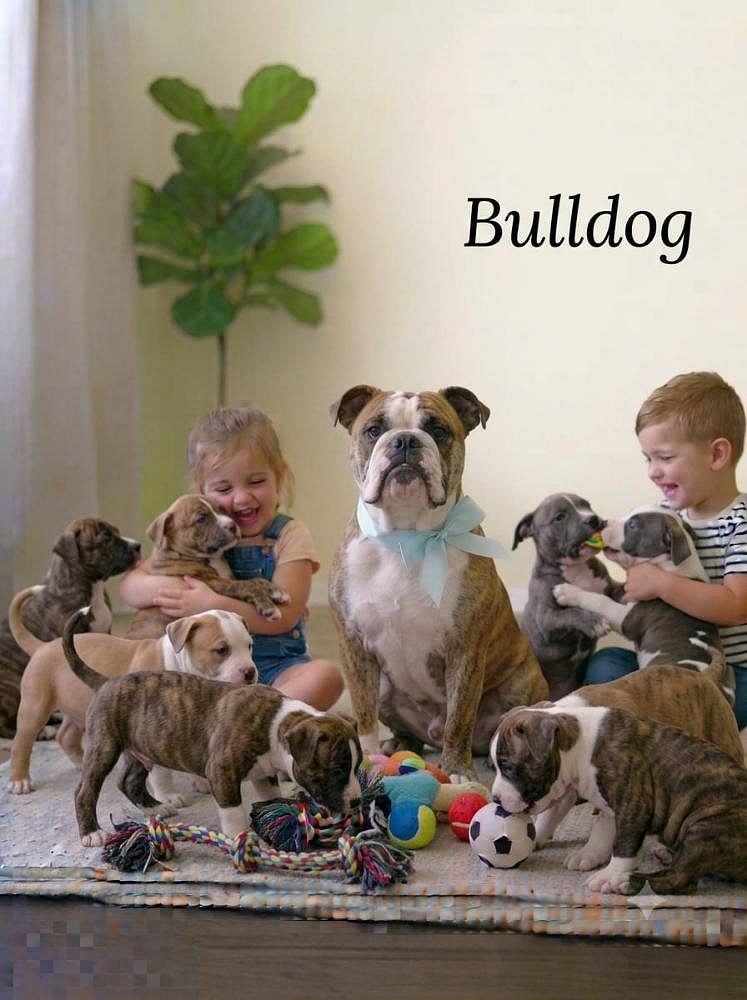 8800539300 Bulldogs Cute Puppy are affectionate, strong, curious, tough and can be very, very stubborn.