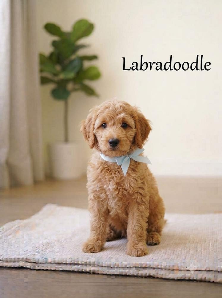 8800539300 Cute Puppy Labradoodle-Temperament friendly, gentle, outgoing, playful, protective, willful