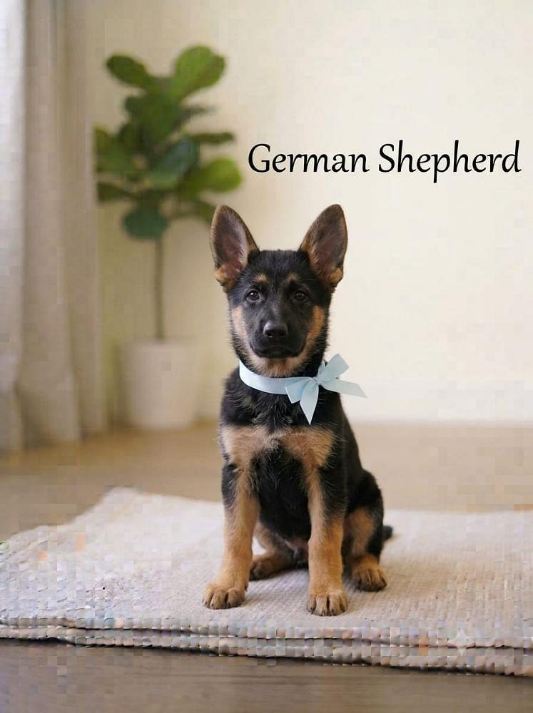 8800539300 Dog German Shepherds are playful and energetic dogs who are devoted, vigilant, and protective, making them good companions for children