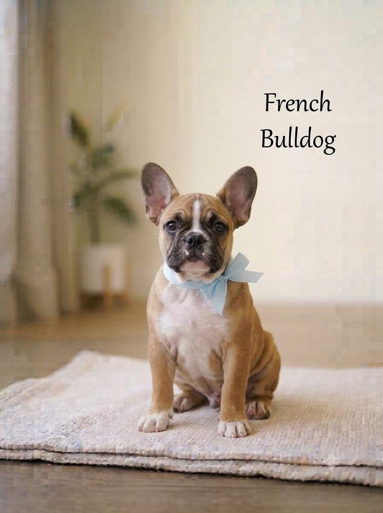 8800539300 French Bulldog Puppy