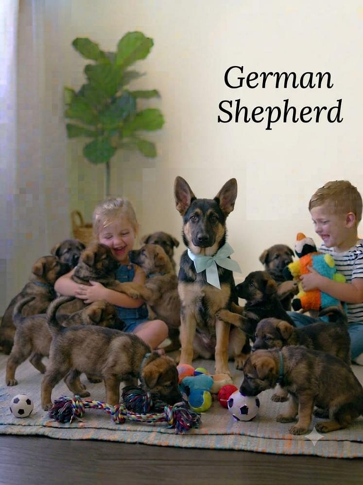 8800539300 German Shepherd Puppy Cute, Smart, and Playful