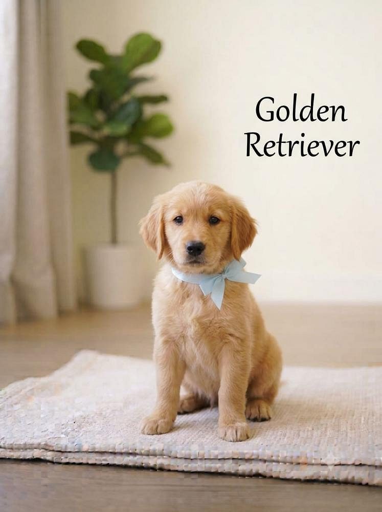 8800539300 Golden Retrievers Dog lick for behavioral reasons, including showing affection, attention seeking, boredom or stress, excitement, grooming