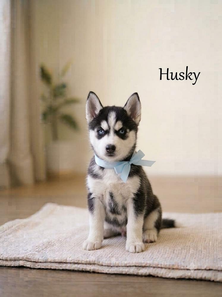 8800539300 Husky Puppy