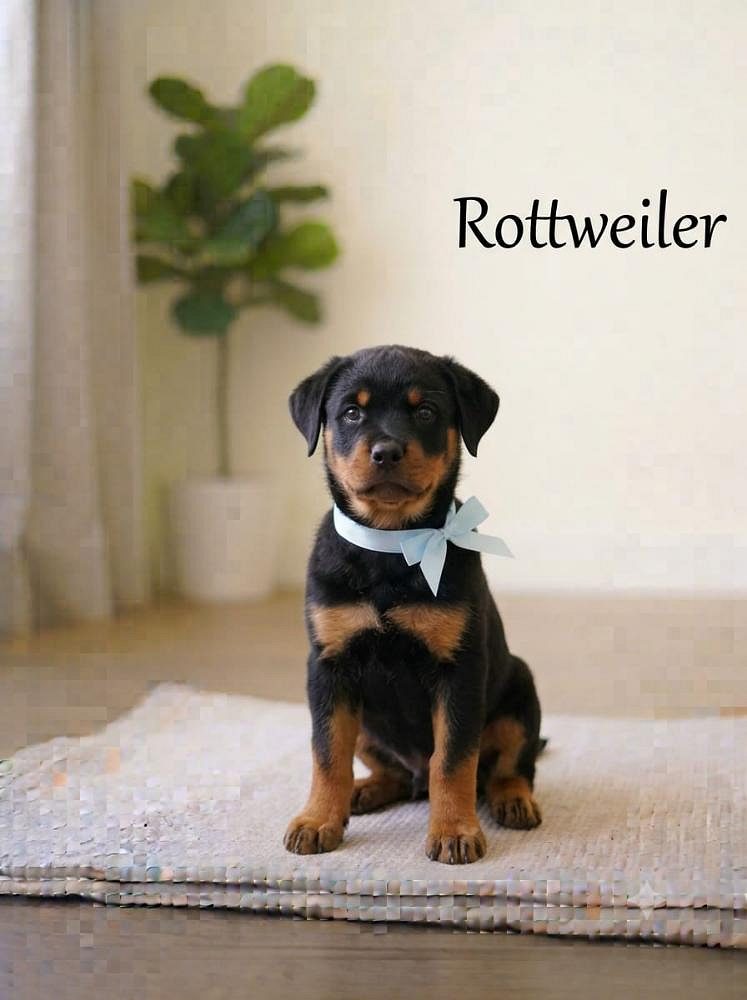 8800539300 Rottweiler Dog is intensely loyal and protective of trusted family member
