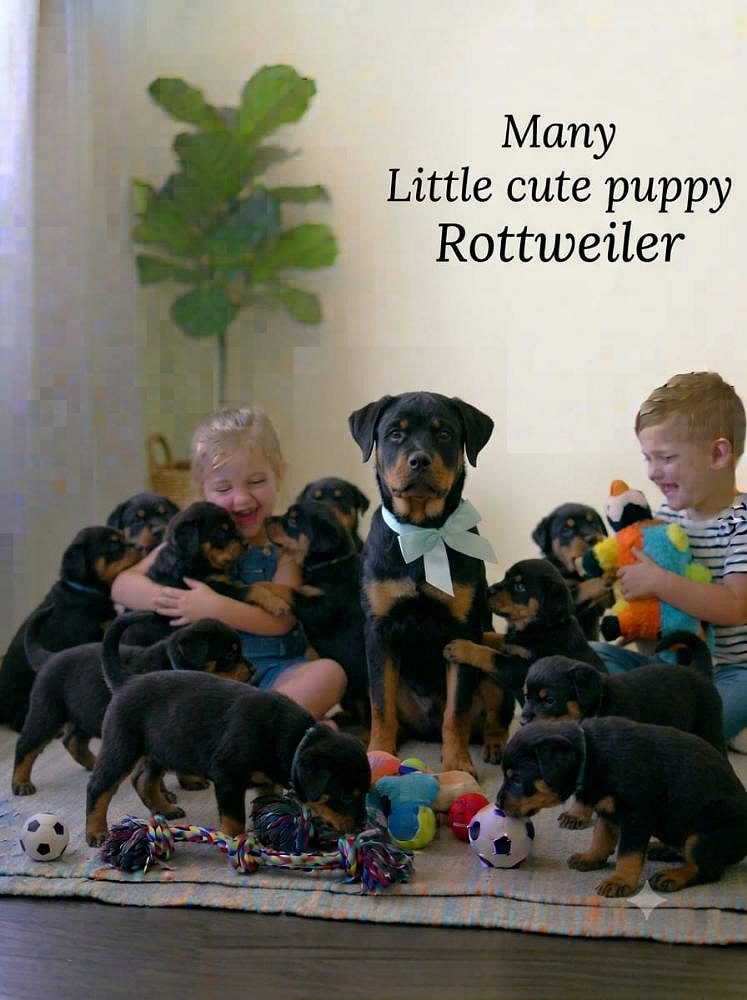 8800539300 Rottweilers are known for their strength and confidence