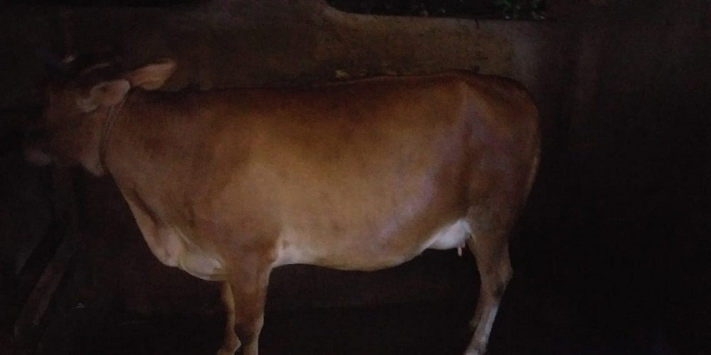 പശുവിനെ വില്പനക്ക് 9447870470,9744090470