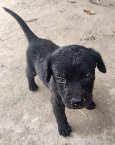 Puppy for sale