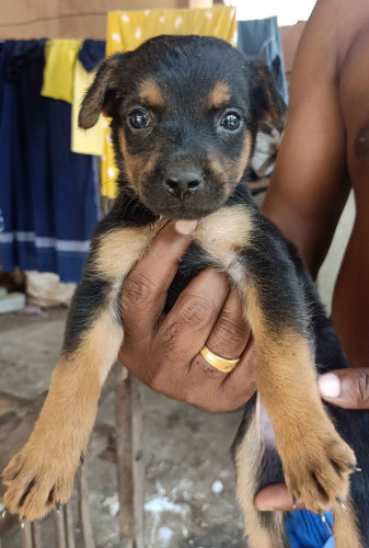 Puppy for sale