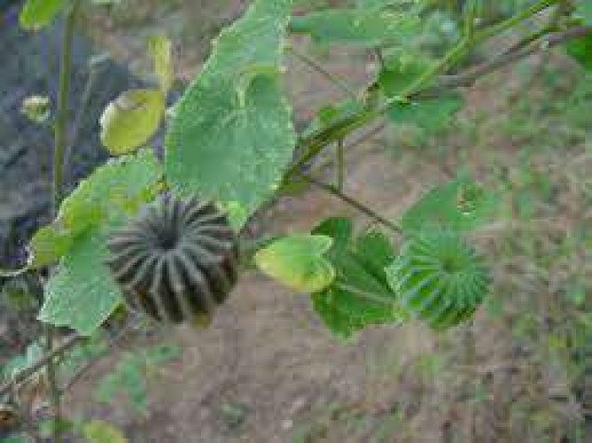 Abutilon Indicum seed,plant