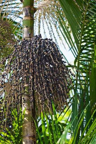 ACAI BERRY SEEDLINGS