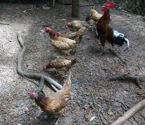 Ada erikkunna type nadan kozhi eppol mutta edunnathu