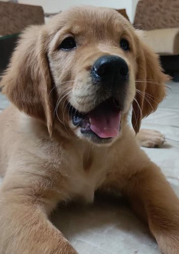 Adorable 70 day old KCI certified Golden Retriever