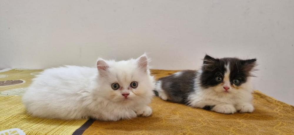 Adorable 2-Month-Old Persian Kittens for Sale in Thrissur