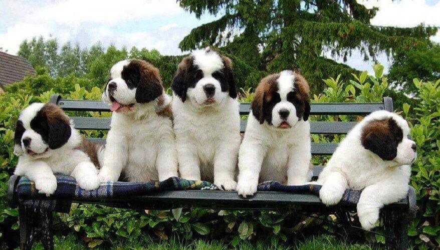 Adorable SAINT BERNARD puppies for sale..7300930479