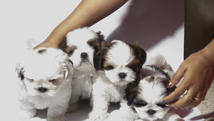 Adorable Shih tzu puppy available