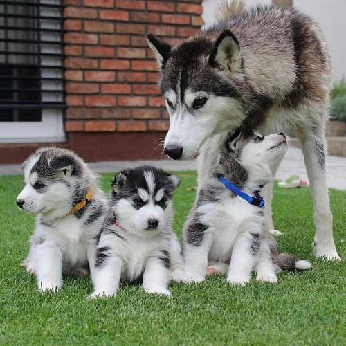 Adorable Siberian Huskies for sale.
